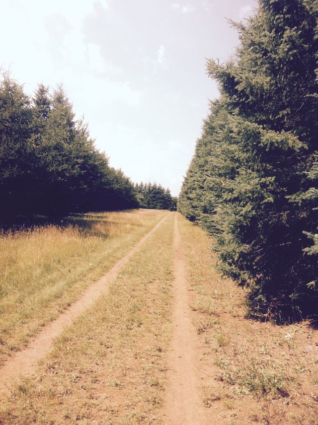 Tree Farm Hike