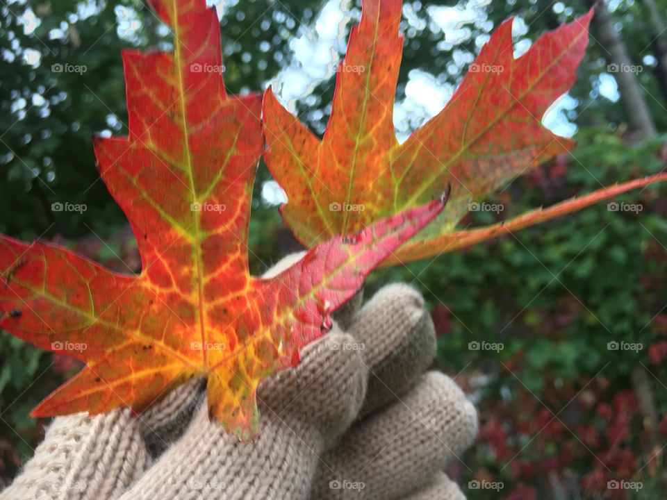 Holding beautiful autumn leaves in fall with trees 