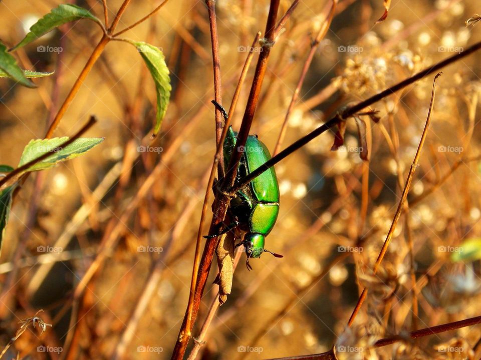 Grass and The Green Scarab Beetle