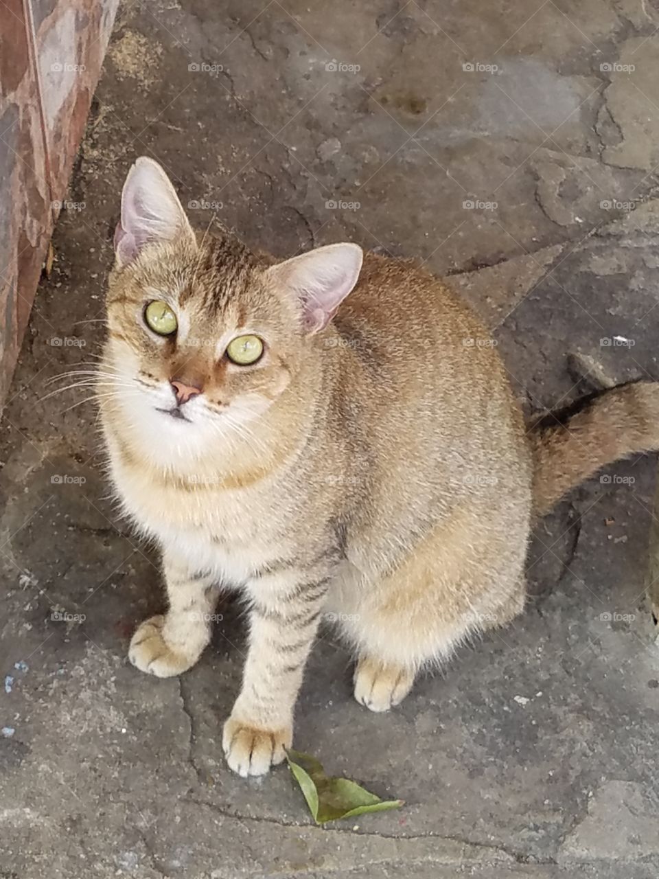 Dominican Gato