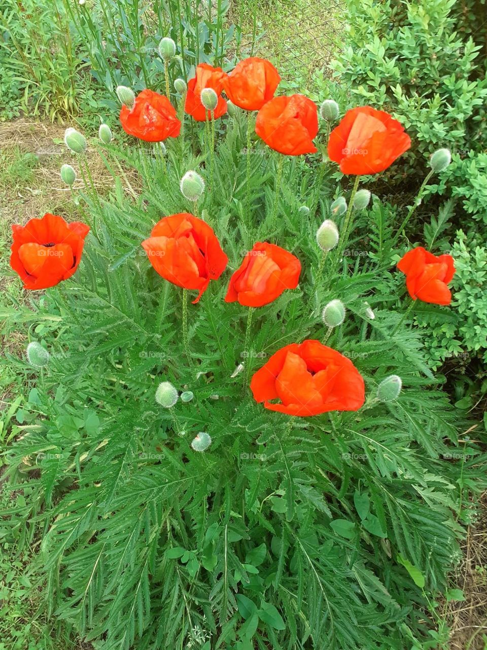 Poppies in my garden.