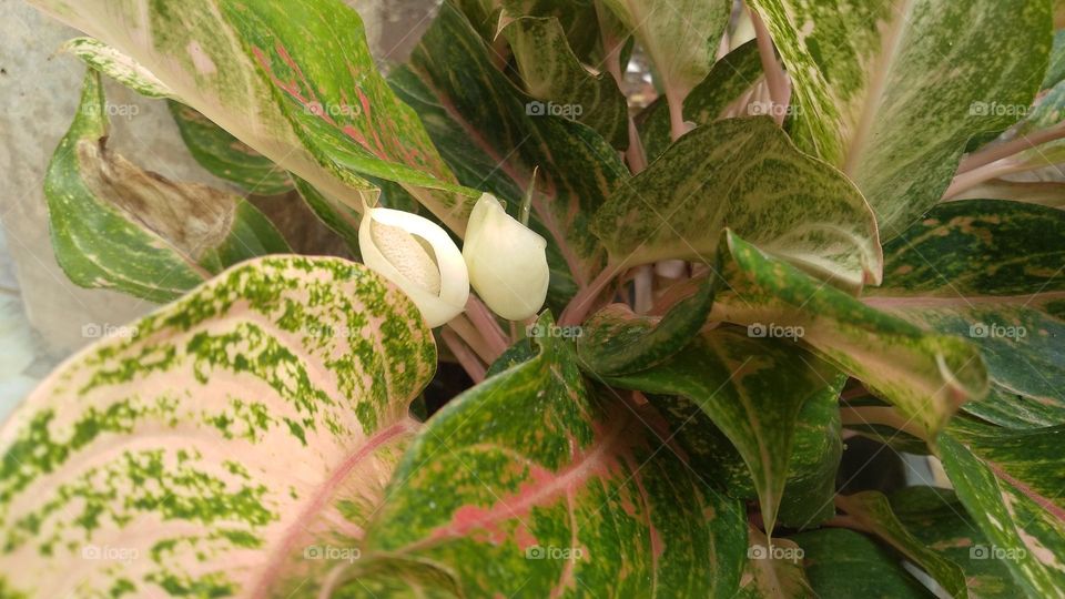 This plant displays a series of vibrant colorful foliage atop sturdy colorful