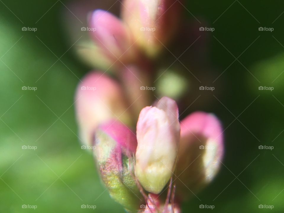 Clover flower macro