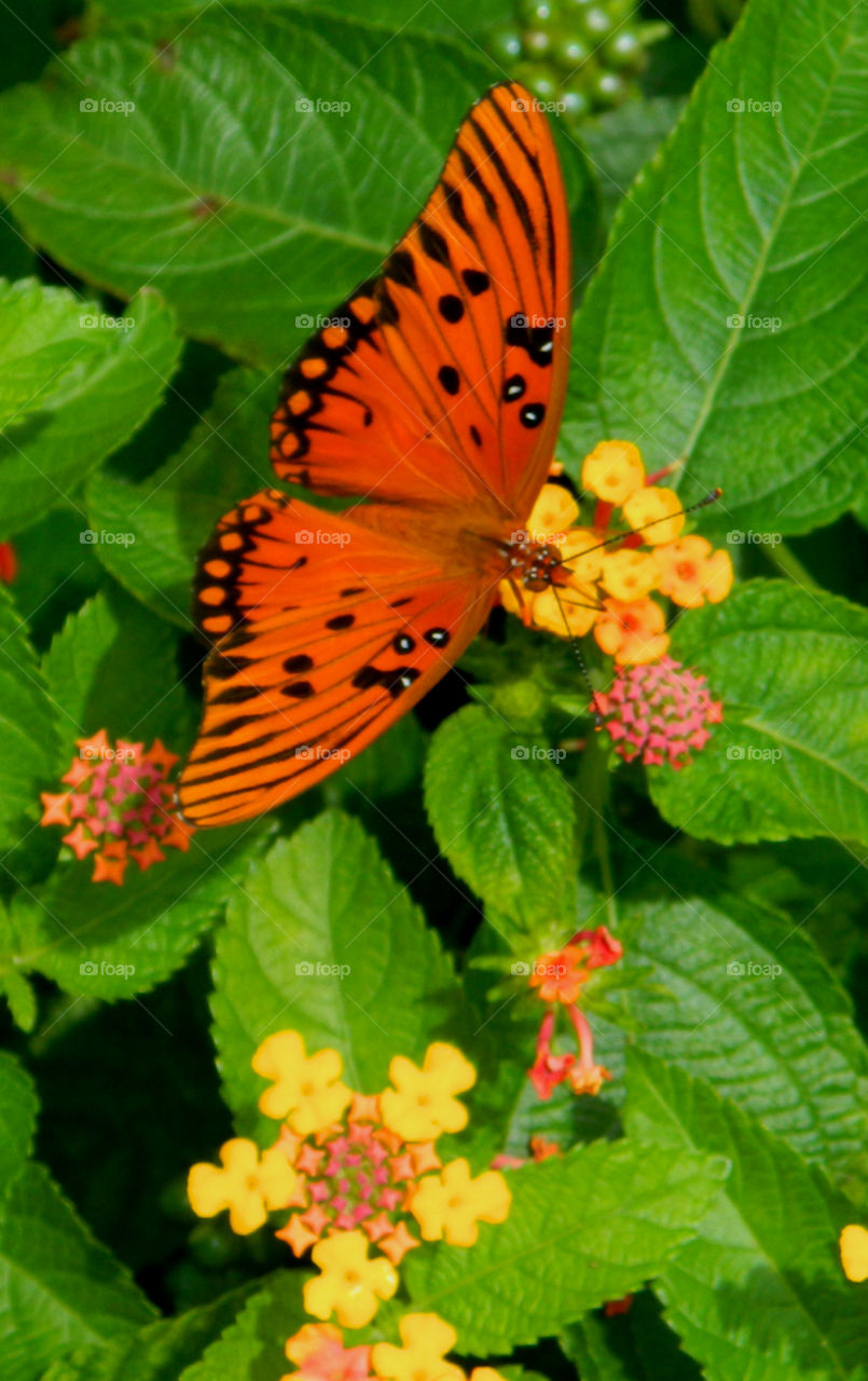 Glided landing on a Lantana. This butterfly came in for a safe landing on a lantana bush! He retrieved his fill of nectar and departed on runway 324!