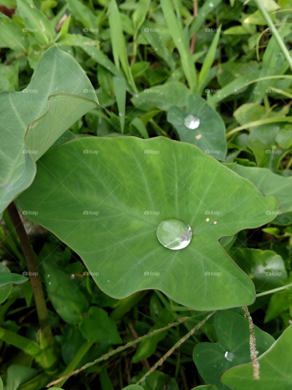 Plants holding drops of rain