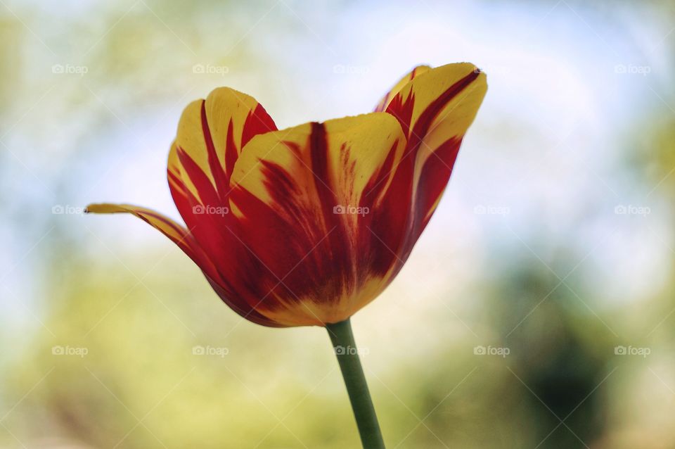 Tulip
