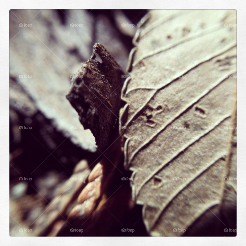 winter macro wood leaf by calebjgress