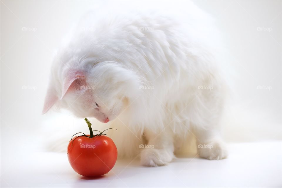 White Norwegian forest cat and tomato 