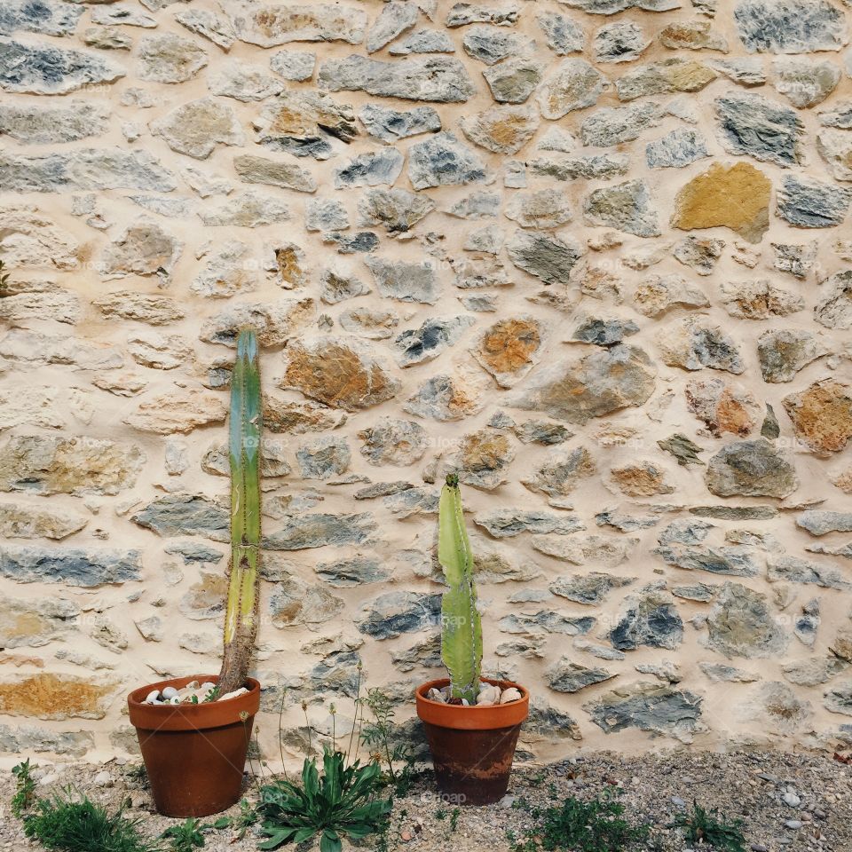 Plants in pot 