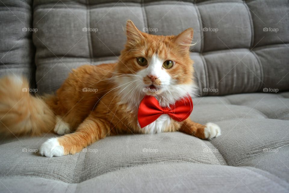 ginger cat pet in the red bow tie