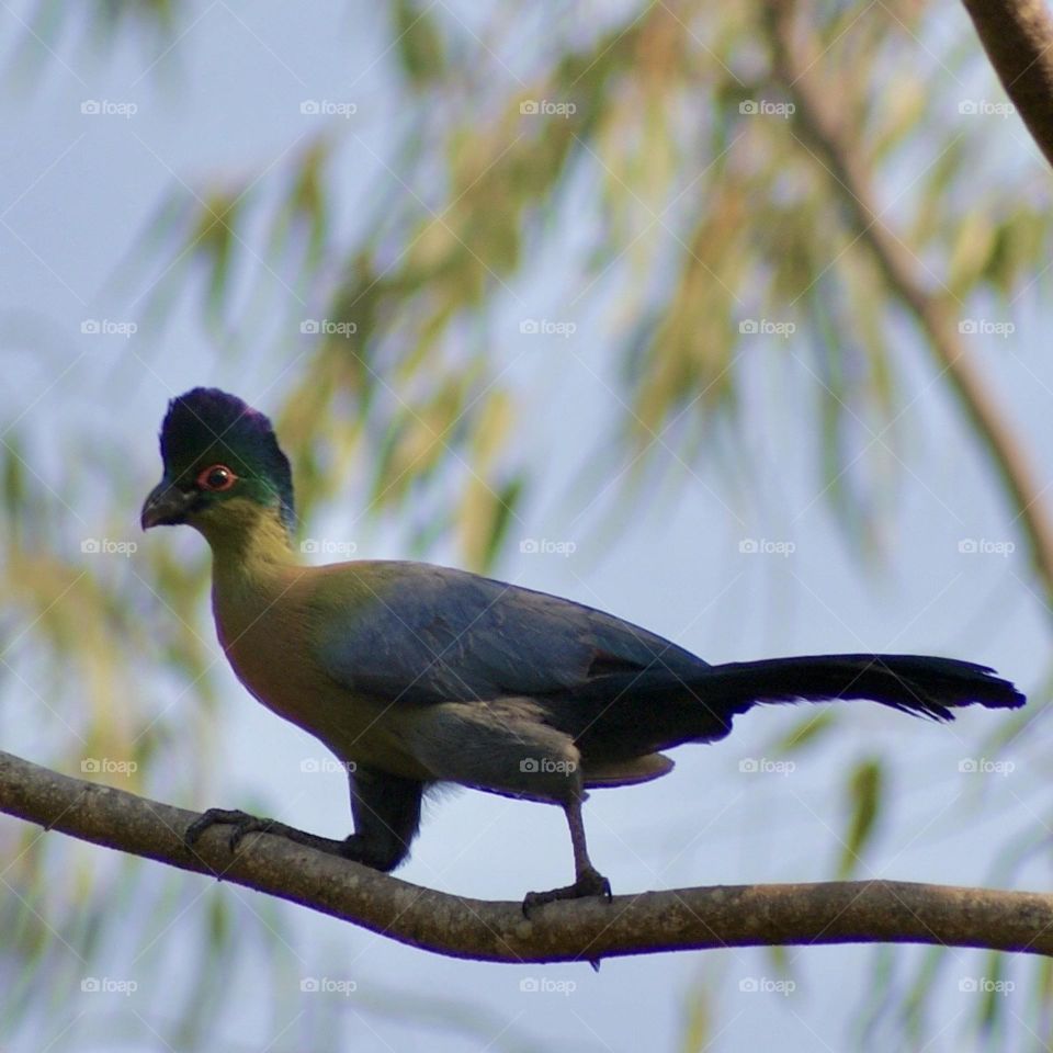 One of the pair of Lauries that live in our garden 