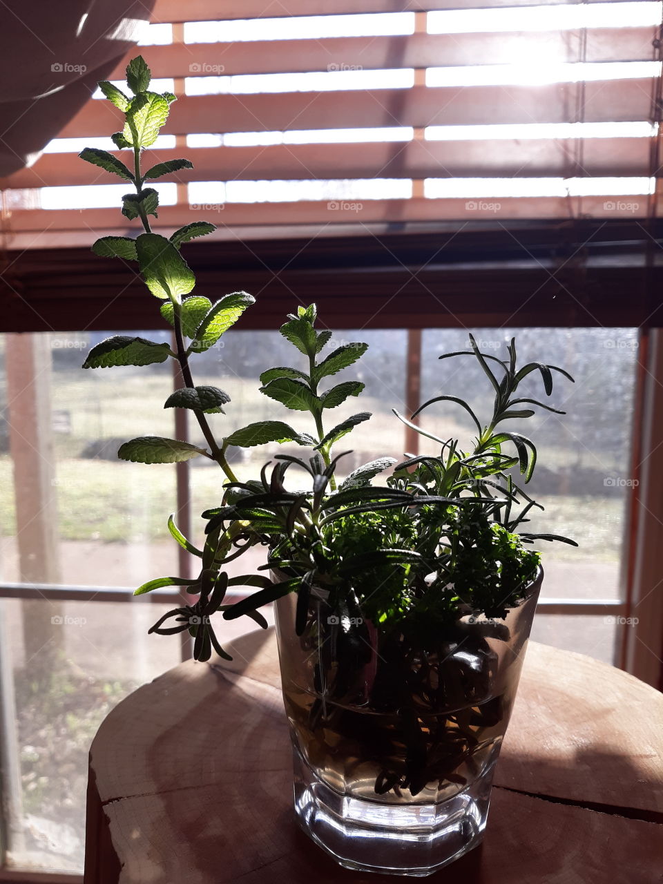 Herbs making roots in window
