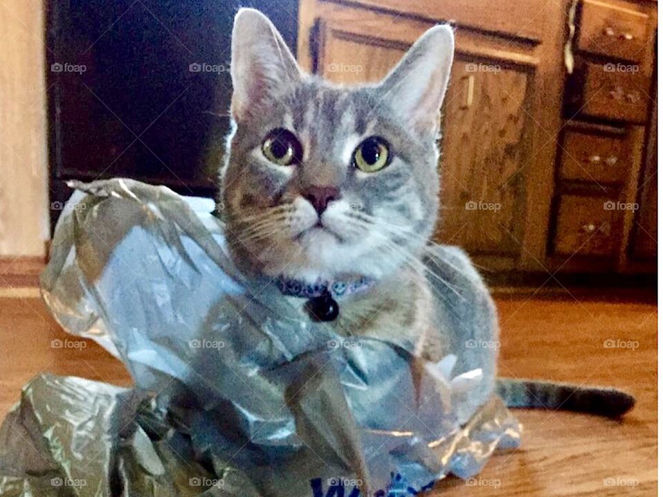 Cat in the bag