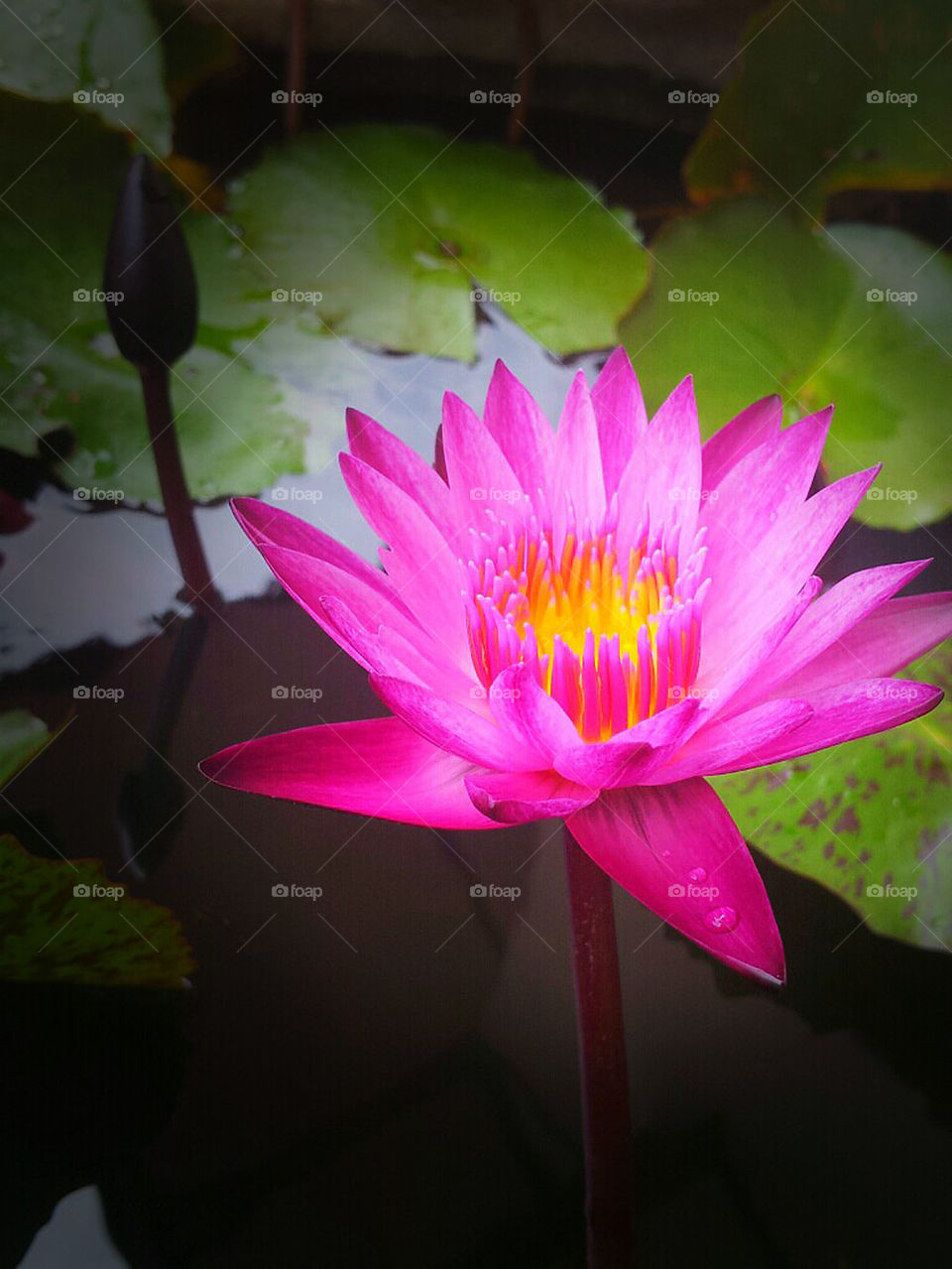 Lotus