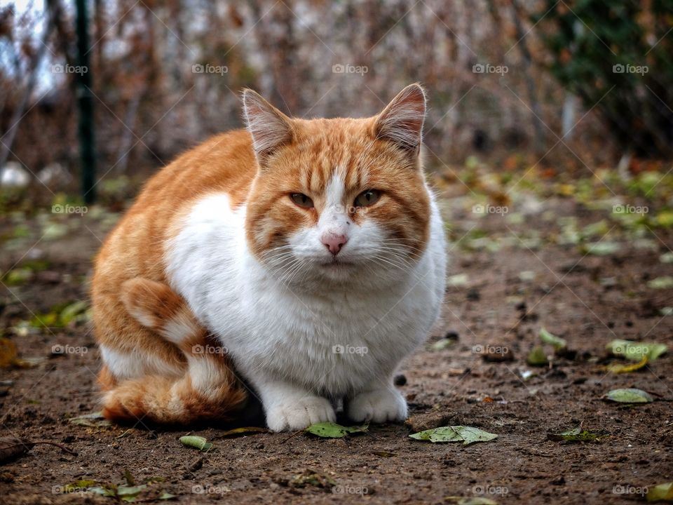 This my neighbor's cat. He looks full and happy. 
