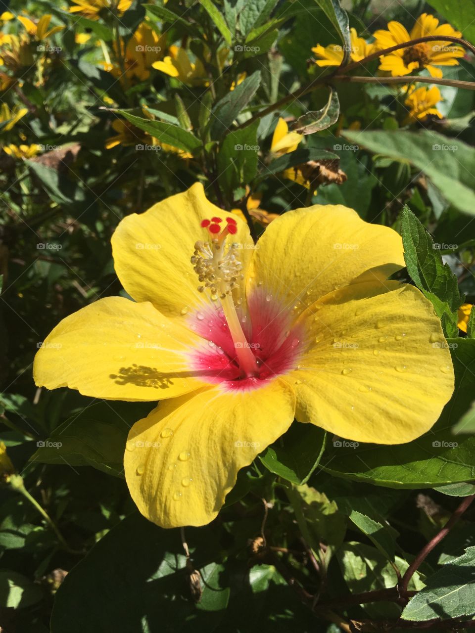 Yellow hibiscus at the Dallas Arboretum
