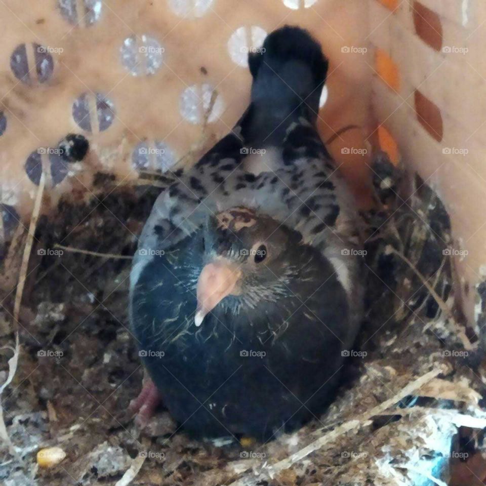 Beautiful pigeon looking at camera.