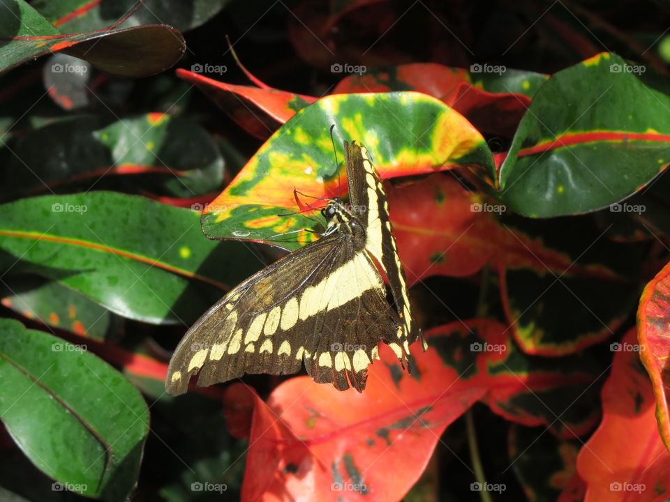 Tropical butterfly.