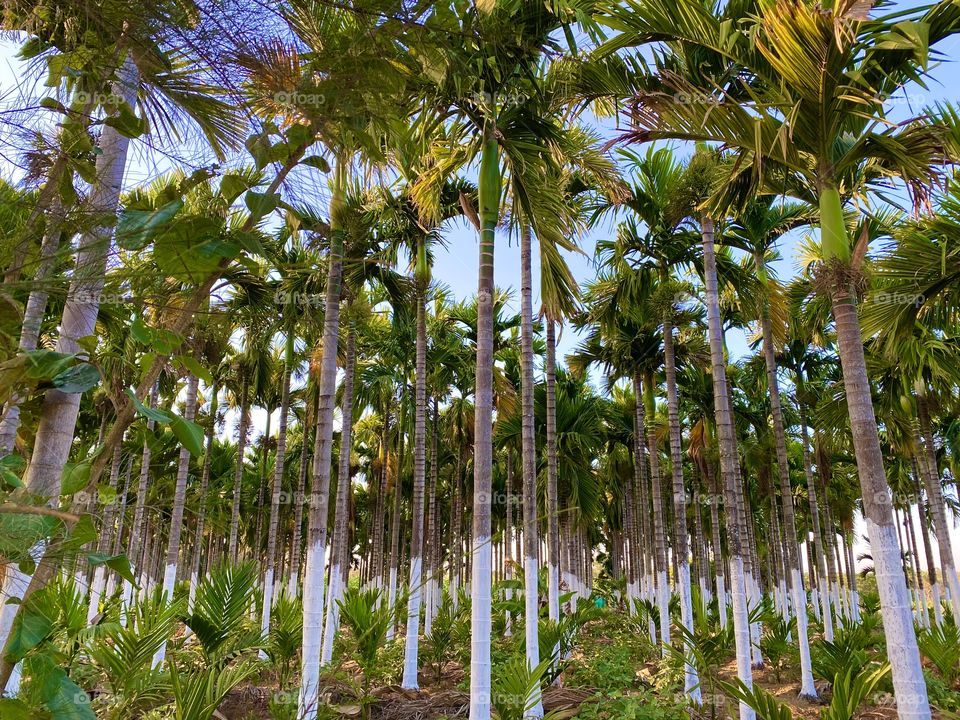 Supare tree at village 