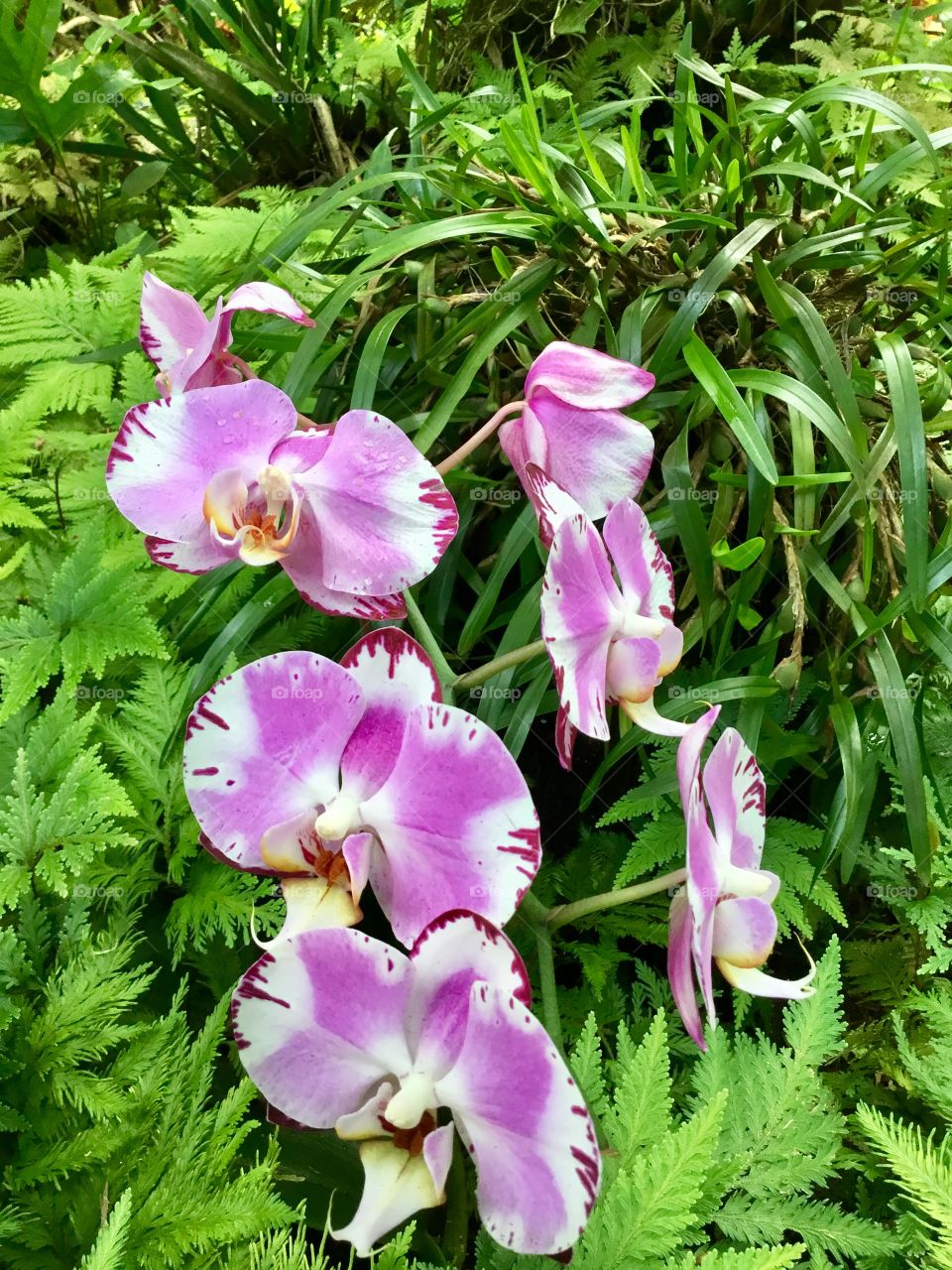 Orchids at Hawaii Tropical Botanical Garden