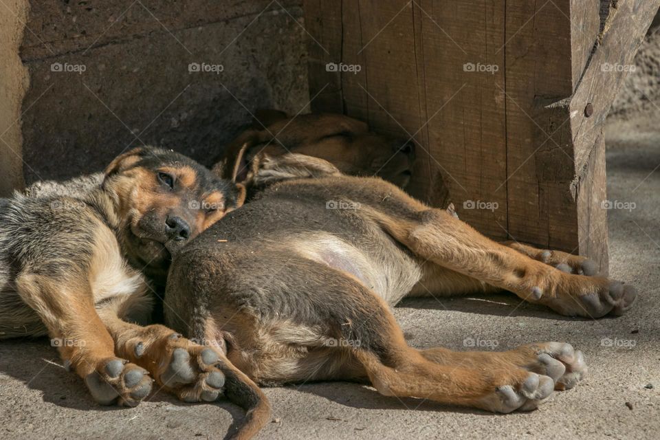 cachorros durmiendo al sol
