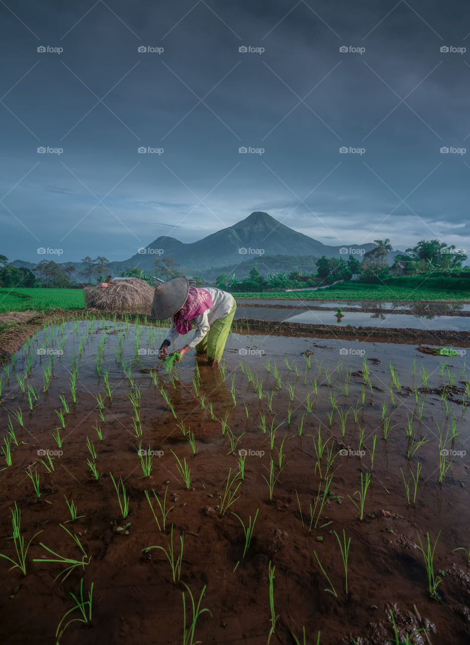 farmer activity in farm field during cloudy morning