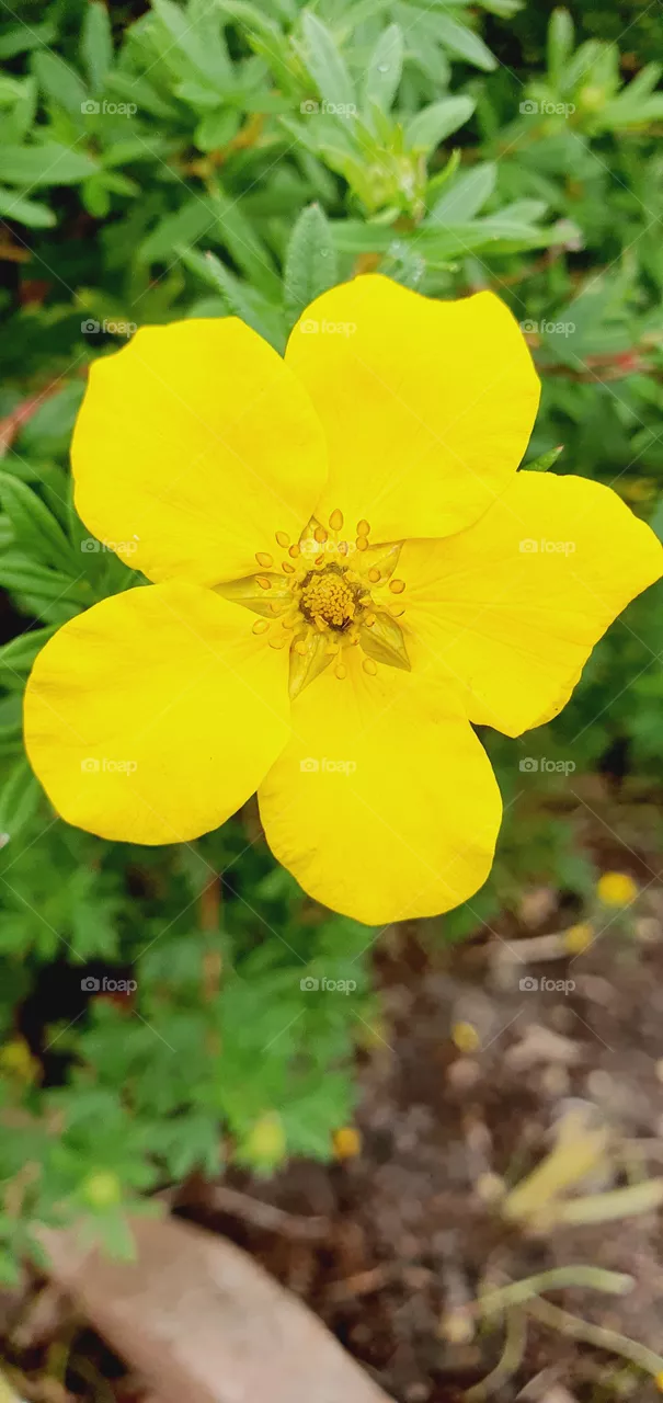 yellow