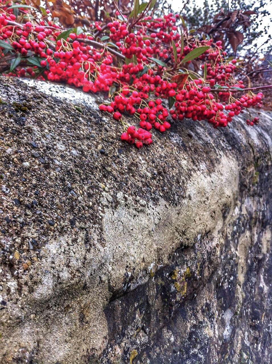 Close up of red berries growing over a wall