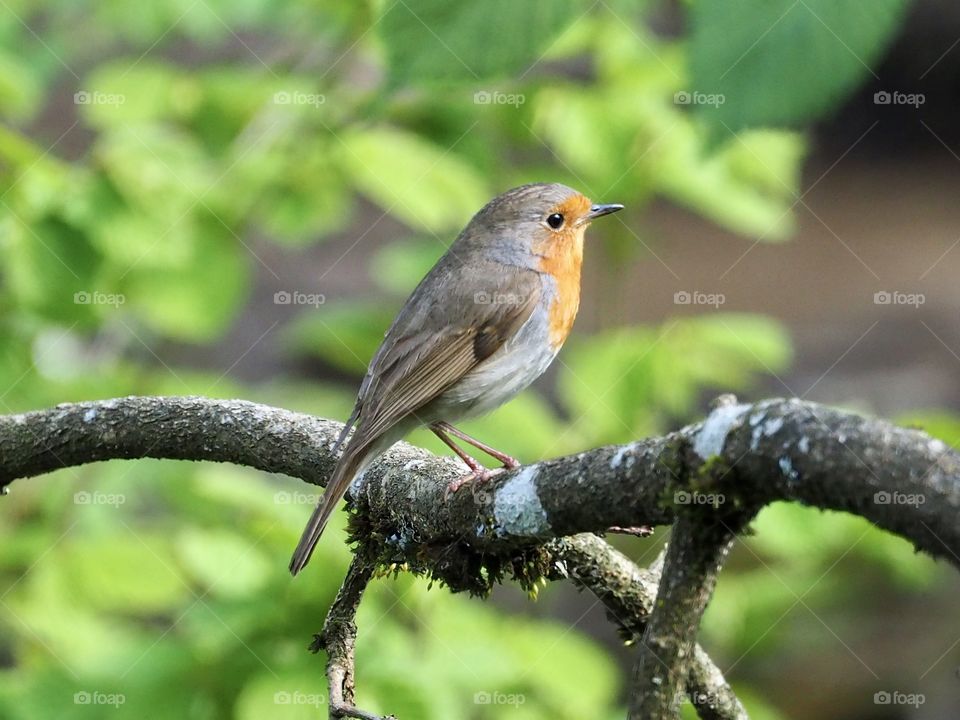 Robin