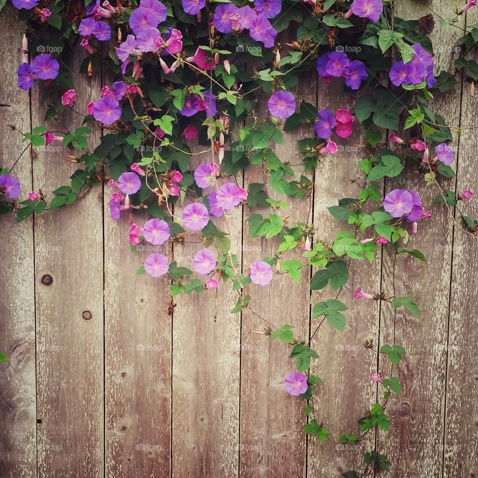 purple morning glory growing up a fence