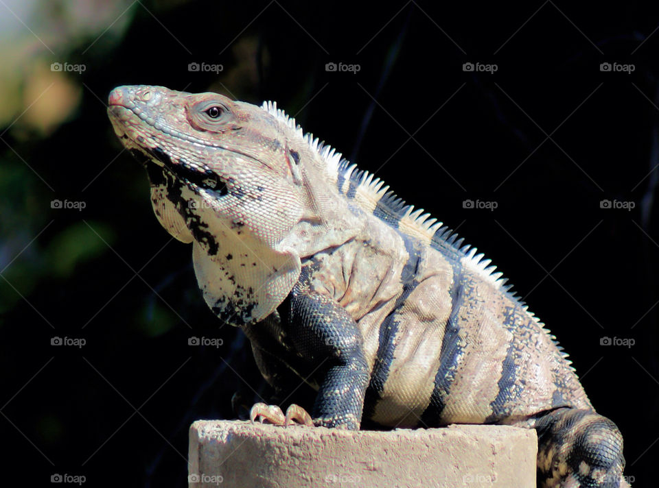 Iguana native to Yucatan peninsula