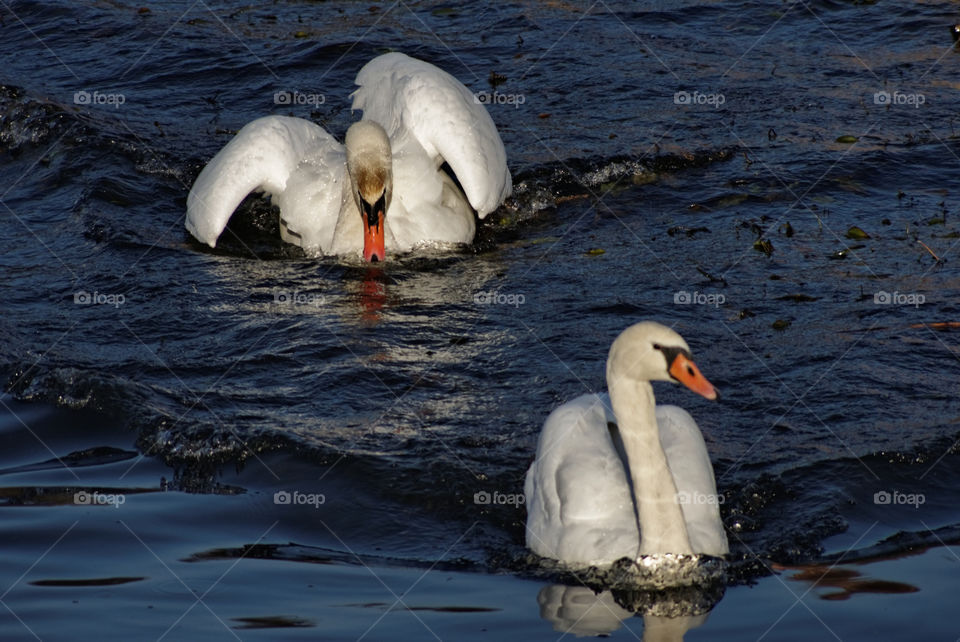 swans