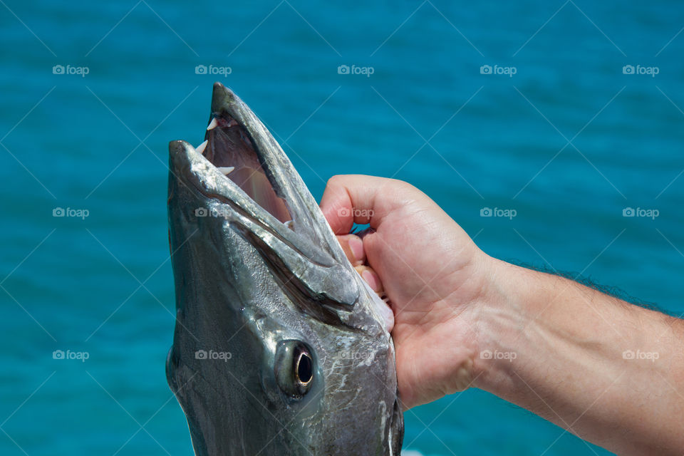 Caught barracuda in a male hand on the background of the ocean