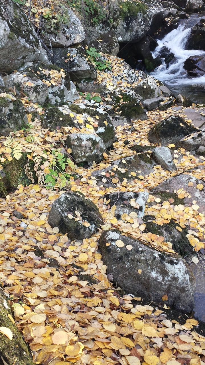 Rocks and yellow leafs
