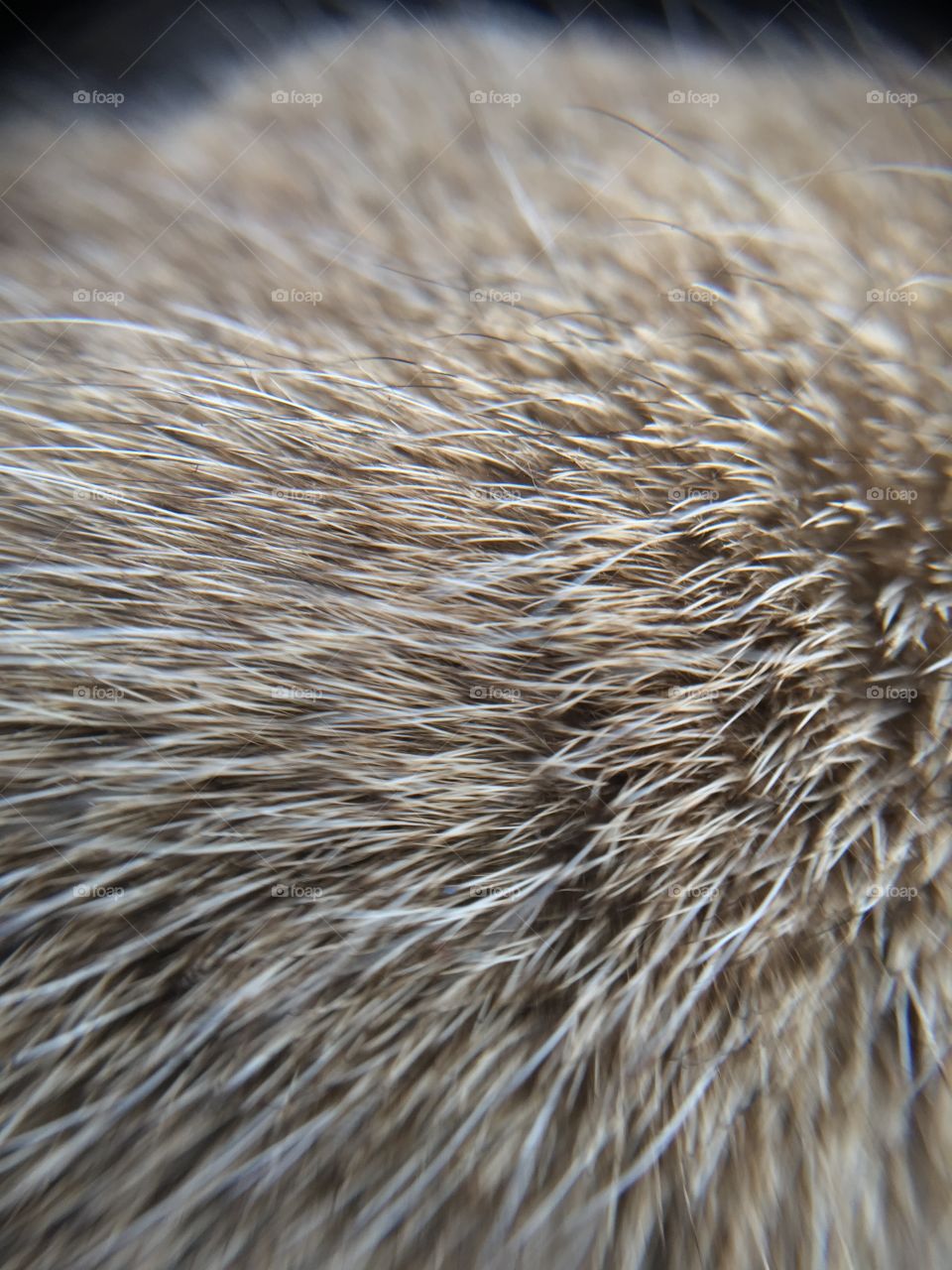Macro cat fur texture