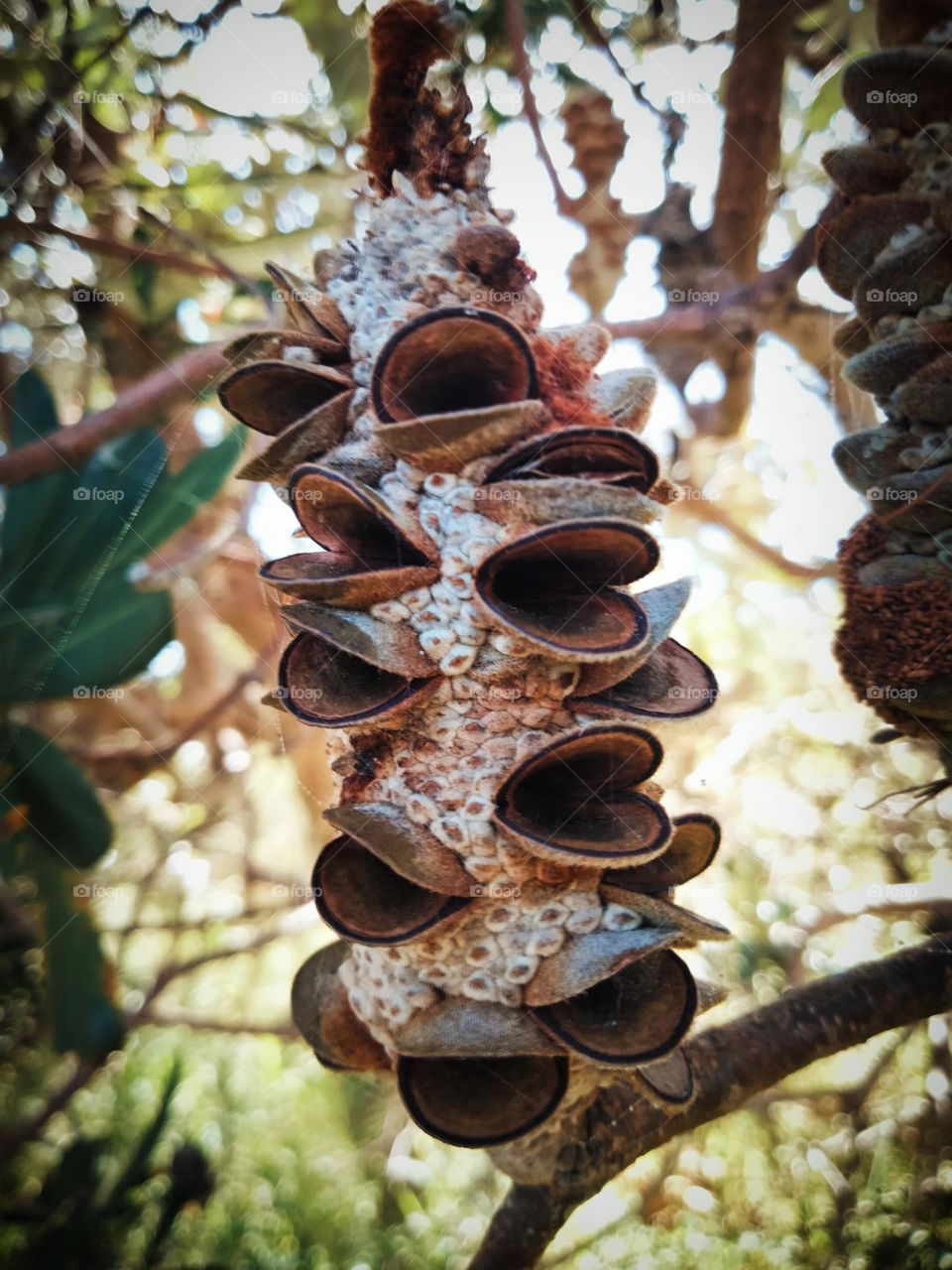 Banksai seed pod