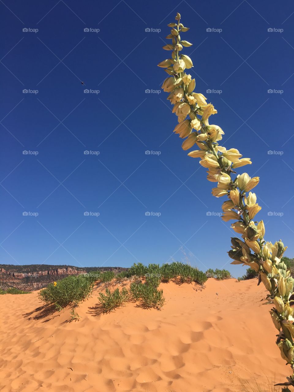 Gorgeous flowering plant in the sand dunes in Pink Coral Sand Dunes State Park in Utah 