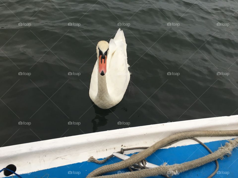 A white swan is coming to visit us on our sailboat in Newtown Creek in Long Island City, Queens, NY. This picture was taken in 2018. Hypnotic Productions