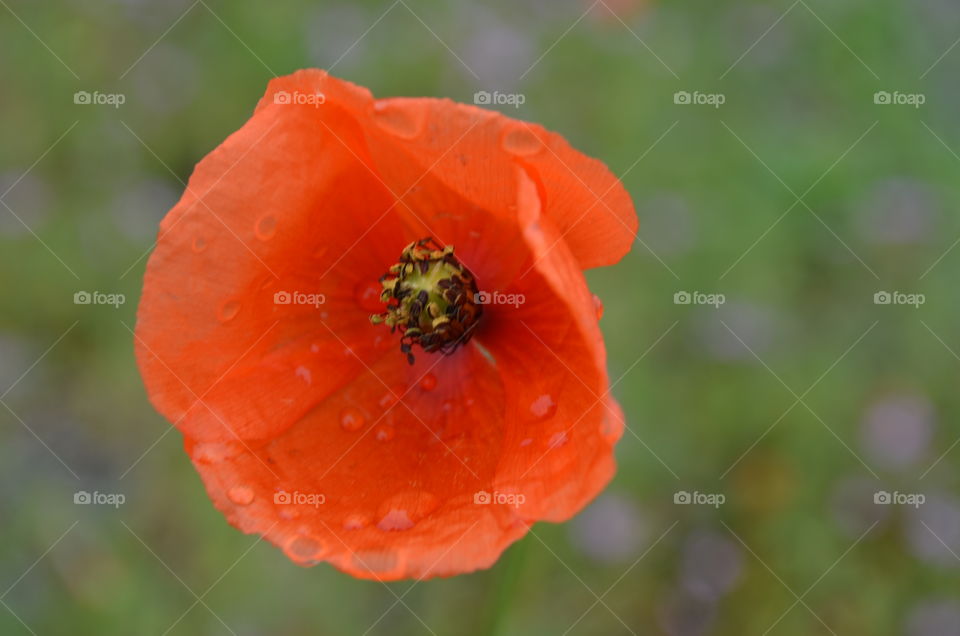 Red Poppy