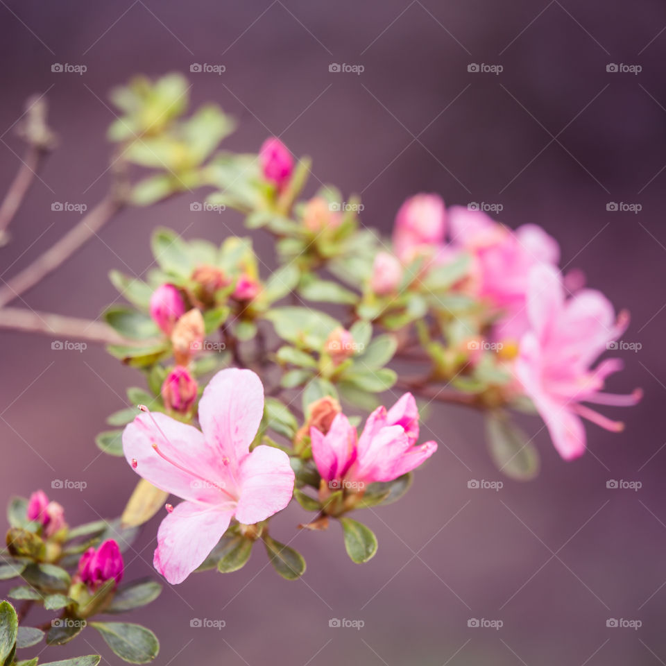 Spring flowers in London