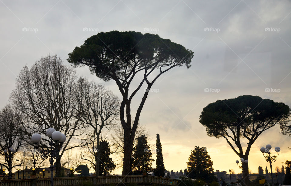 Trees in evening light. 