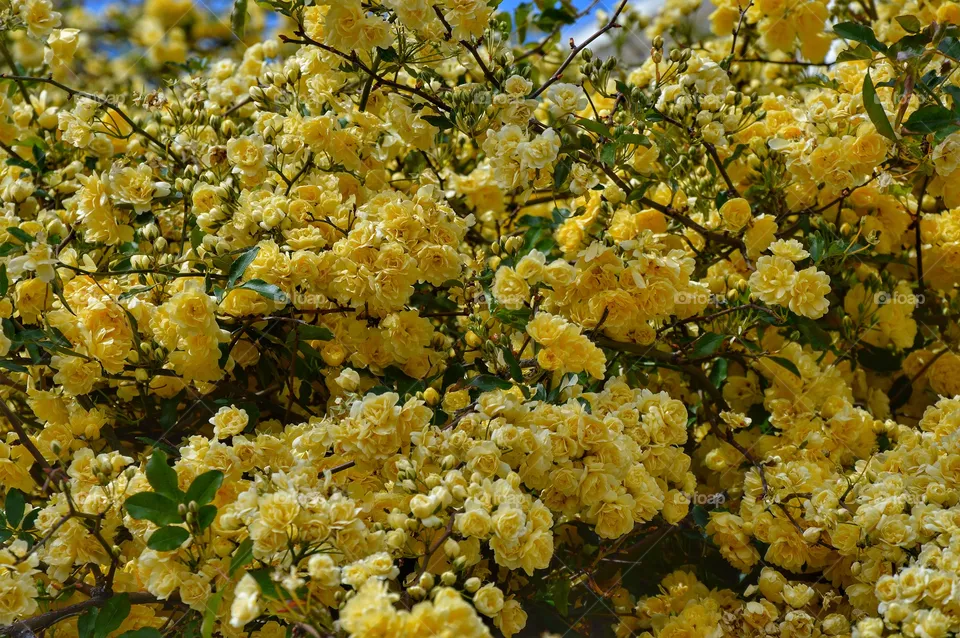 Yellow...