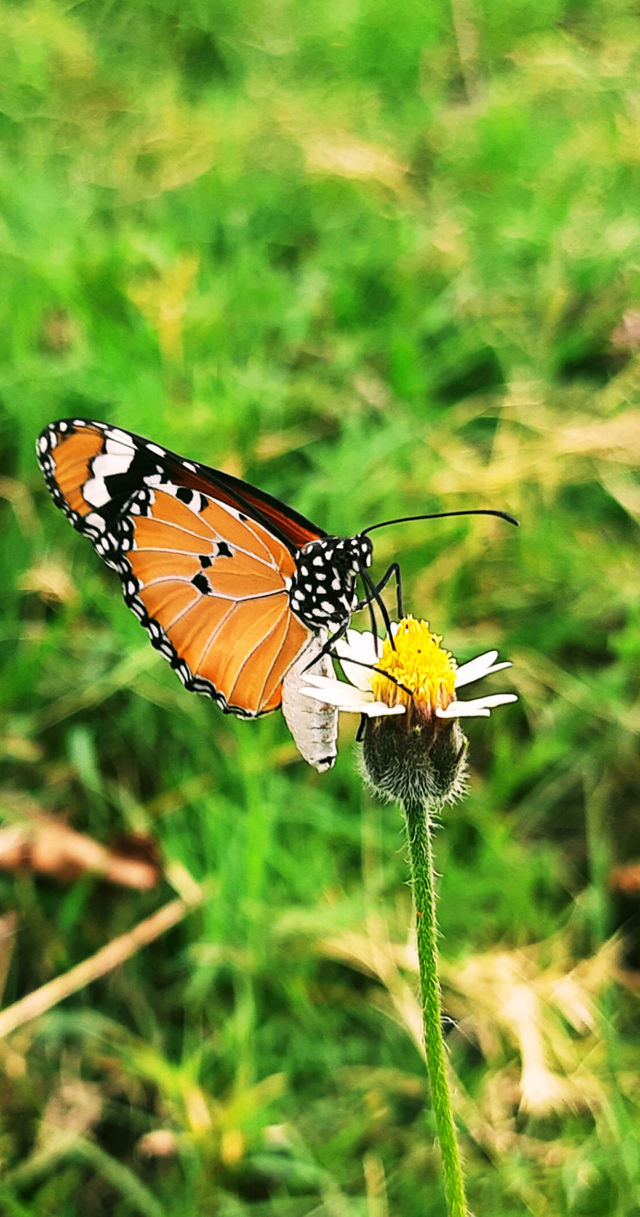 Monarch Beauty