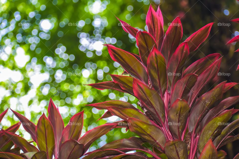 Flaming red ti plant