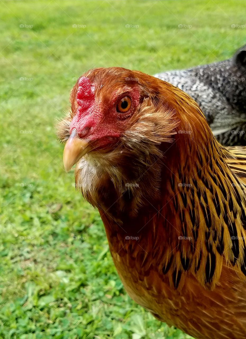 QT Pie the Easter egger