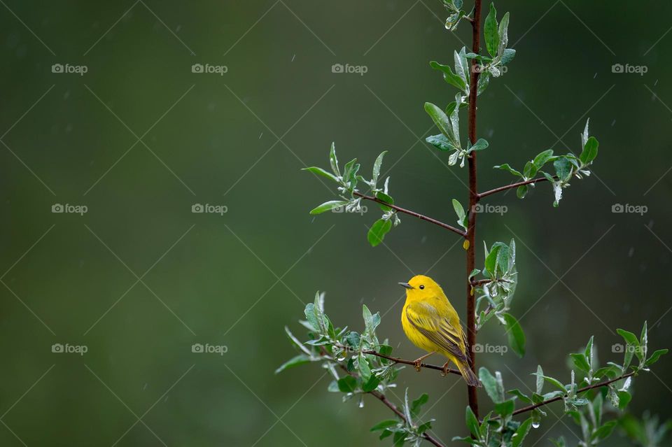 Beautiful and cute bird