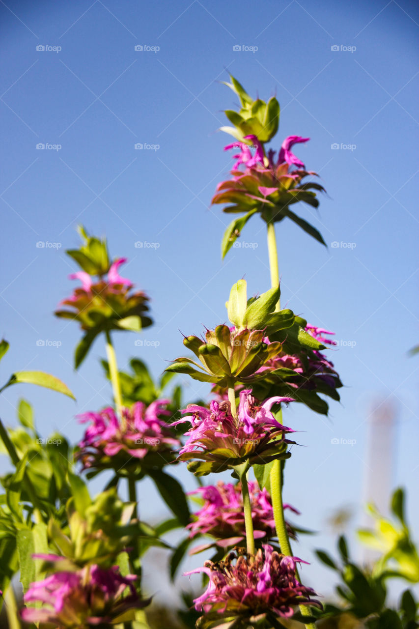 Purple flower