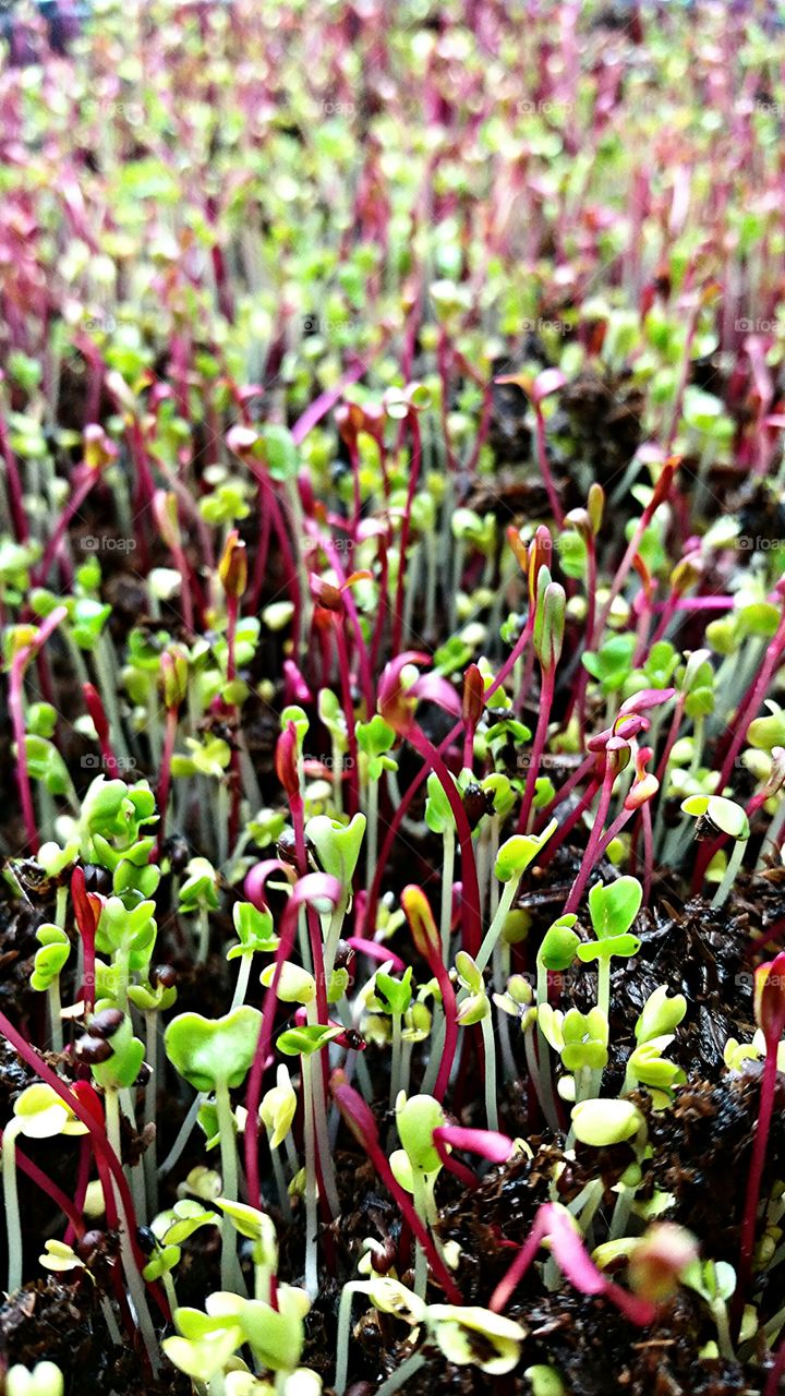 microgreen 3