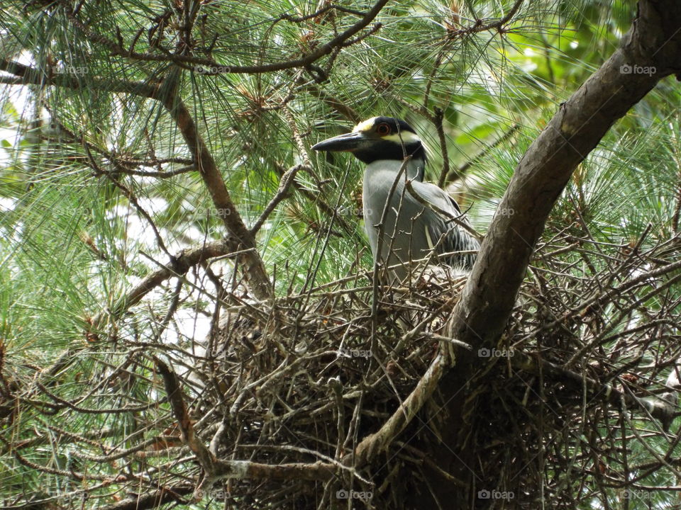 Bird, Nature, Wildlife, Tree, Nest