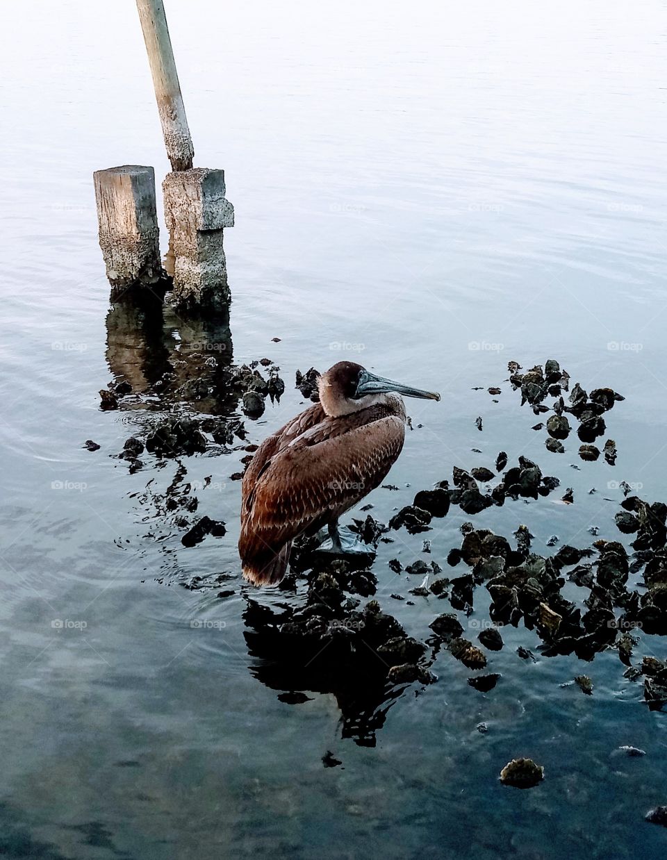 Pelican standing on an oyster bed in the water. Old concrete pylons can seen in the background full of barnacles.